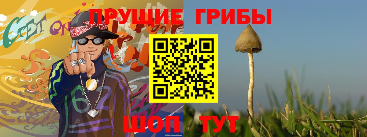 Псилоцибиновые грибы Psilocybe  Минусинск 